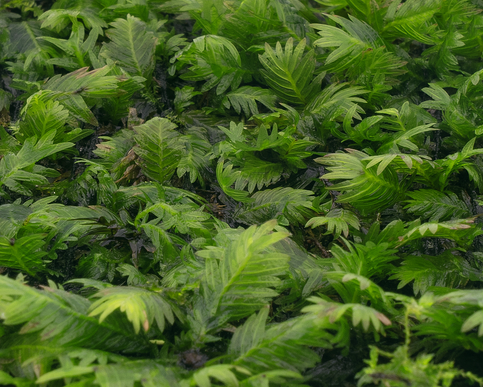 Fissidens fontanus